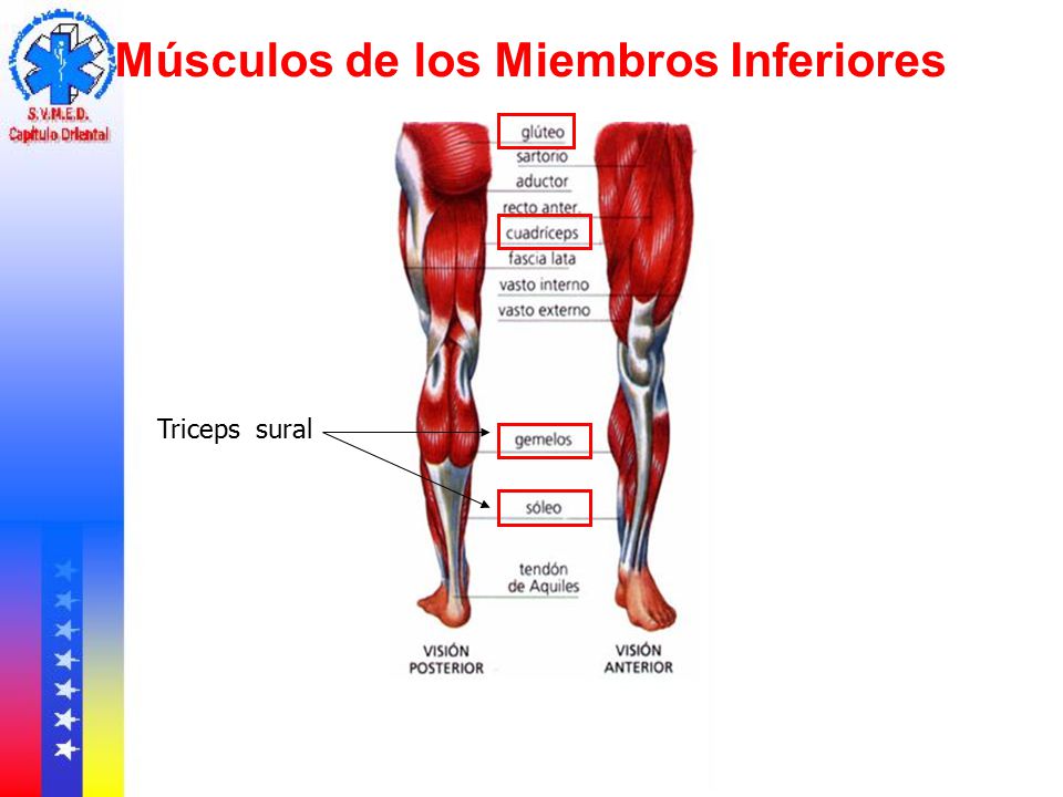 musculos de miembros inferiores diapositivas